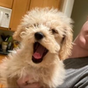 Meet your Posher, Clr